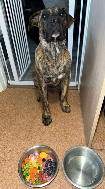 ZUES PRESA GANG KENNEL
