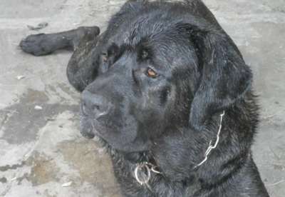 REX CHAJLLA PERRO DE PRESA