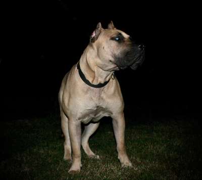 JASPER DE SONS OF THUNDER