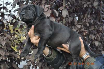 PRESA'S SPIRIT A-LUNA