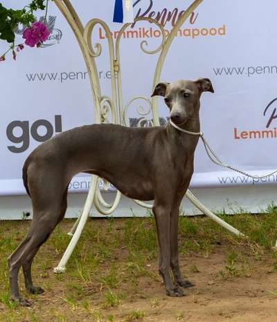 Palladium Hope Arabella