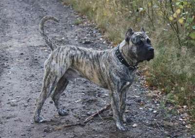 RED STAR KATUR (BRUNO)