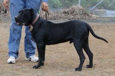 ASTOK DEL ZUMACAN (NEGRO)