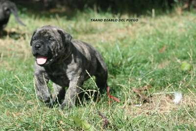 TAAHO DIABLO DEL FUEGO