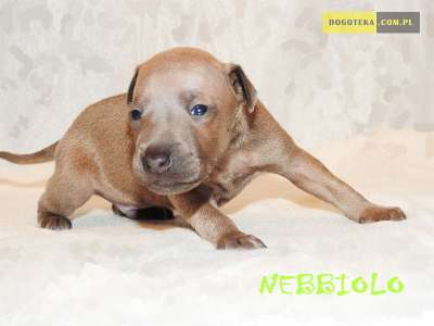 Nebbiolo Dogoteka FCI