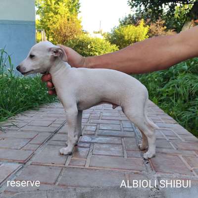 Albioli Shibui