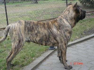 ODIN DE TENEGUIA