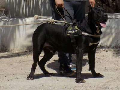 DIABLO DE MATANZA KENNEL LA CUEVA