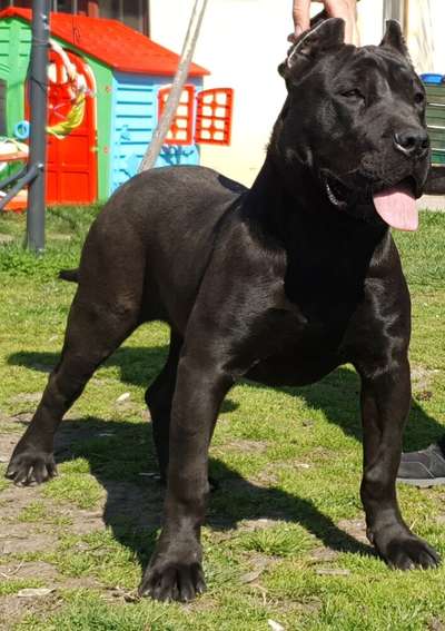 HERA SABURA KENNEL