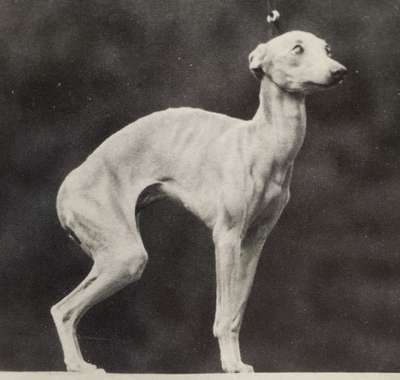 Ilsebilla Della Casetta Pucci