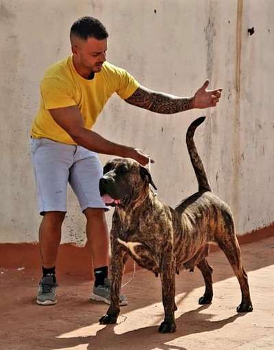 TROYA DE AJODAR