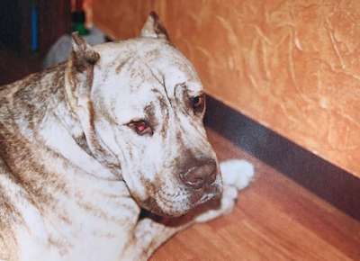 TIGRE DE KING ZULU