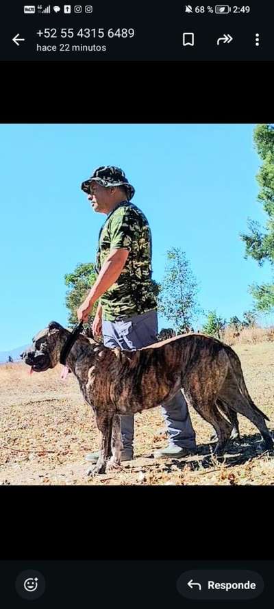 ARIEL DE JULIO ALVITES KENNEL'S