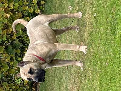 ONLY THE FAMILY KENNELS SCOUT