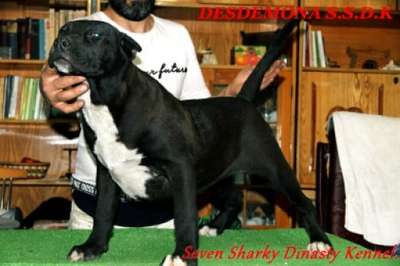 DESDEMONA OF SEVEN SHARKY DINASTY
