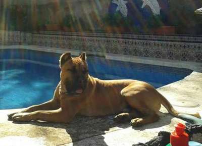 BULMI DEL ZUMACAN