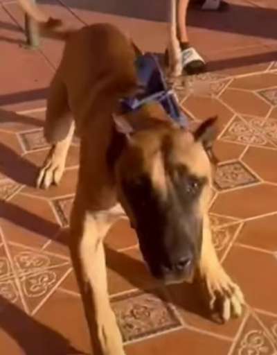 SICARIO DE LOS MENCEYES