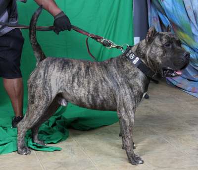 ACHILLES DE VARRO BULL