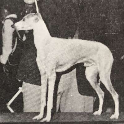 Paiga's Aragon The Challenger