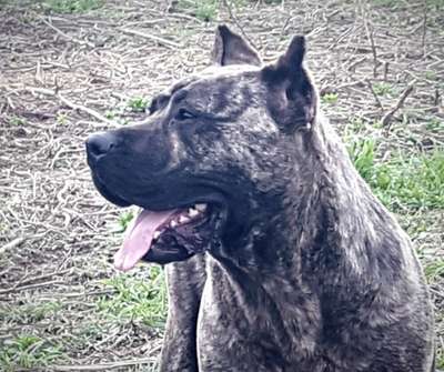 ESPERANZA DE BARNACAN BULL