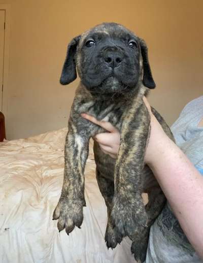 TITAN DEL V’CANBULL