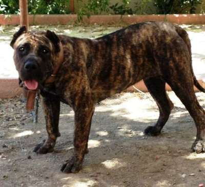 BELLA TIMDOGKENNEL