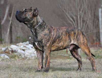 RUSS KANARIO S AZISH TAU KING
