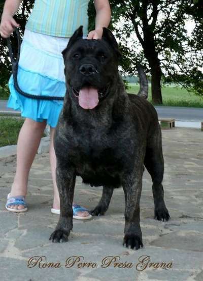RONA PERRO PRESA GRAND