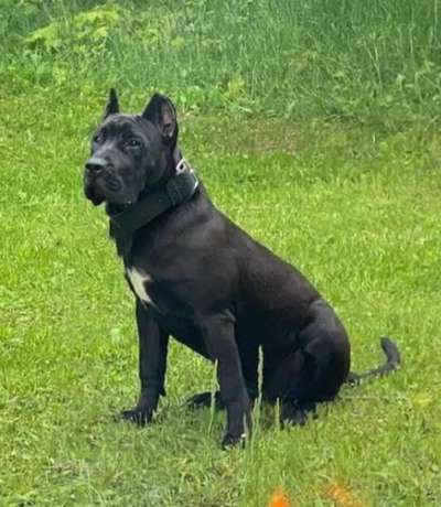 URSA DE CABEZA GRANDE