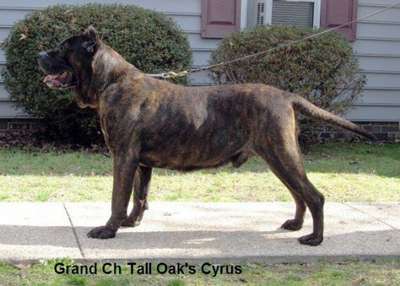 CYRUS OF TALL OAKS