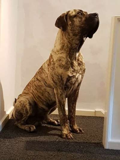 TITAN JUNIOR