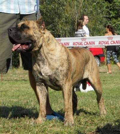 TANGO BULLSARA DEL PEMBA