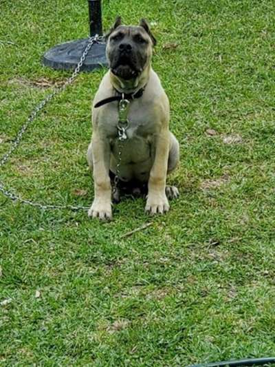 TROY DE TOLEDO PRESA