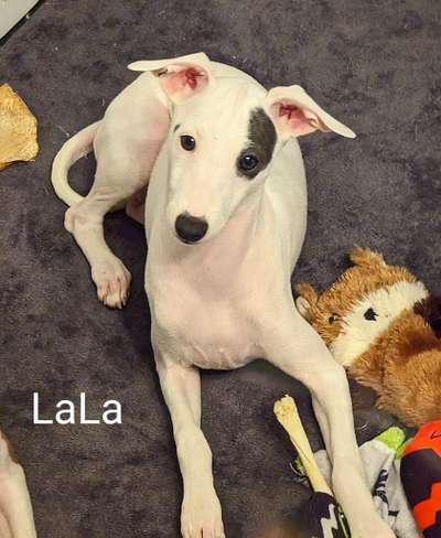 Alura Ooo LaLa
