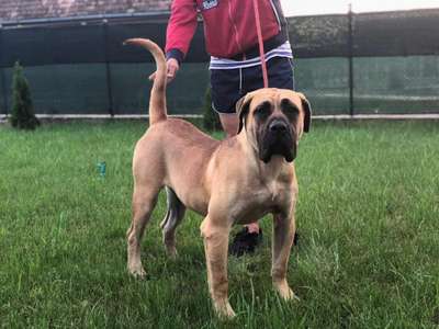 DANTE DE GAROEBULLDOG