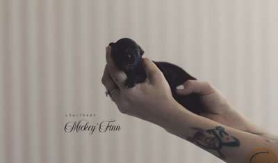 Chartbeat Mickey'Finn