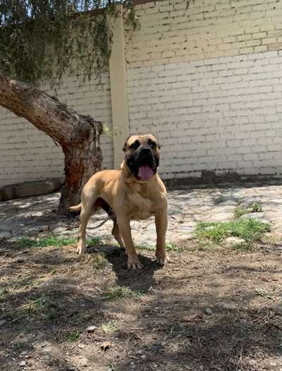 KAISER DE BARNACAN BULL