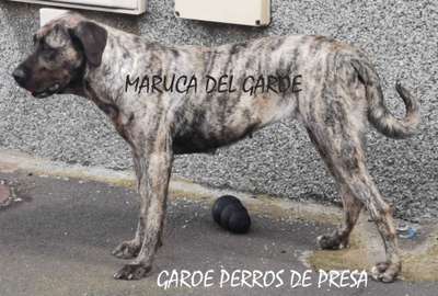 MARUCA DEL GAROE