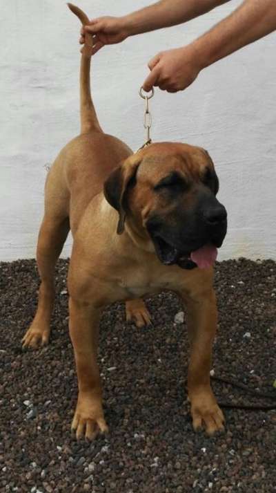 TITAN DE LA JACHA