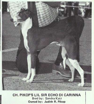 Pikop's Lil Sir Echo Di Carinna
