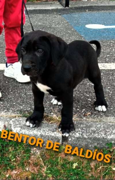 BENTOR DE BALDIO'S