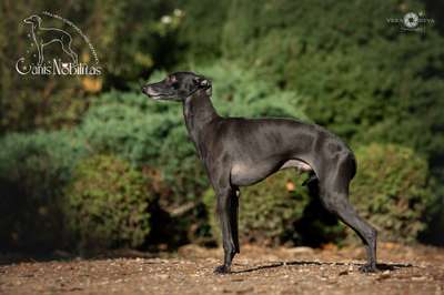Canis Nobilitas Cavalli