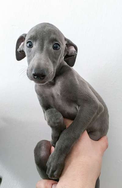 Agat Indygo Greys