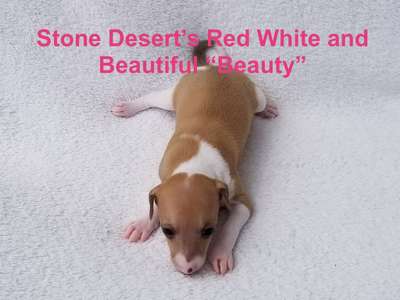 Stone Desert’s Red White and Beautiful