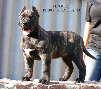 VERDUGO PERRO PRESA GRAND