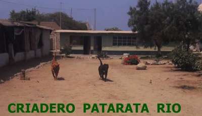 KENDRA DE PATARATA RIO