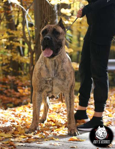 U-ELSA DOG PUR