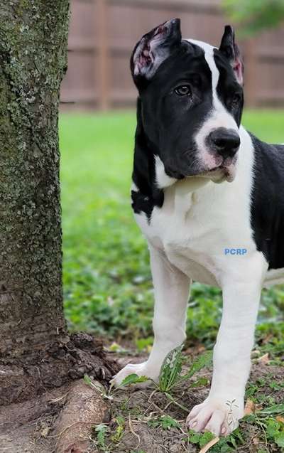 LOLA DE PCRP KENNEL