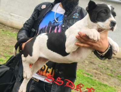 TOMRIS SSDK
