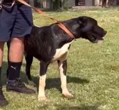BRUXA FORTE DOS PRESAS
